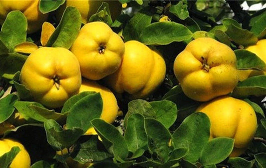 Honey Quince Cuttings for Rooting - 5 Fresh Plant Cuttings (Cydonia oblonga)