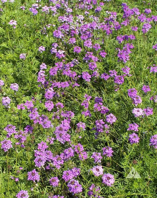 Verbena Seeds - 1000 Non-GMO Purple Moss Perennial Flowers for Butterflies - USA Grown