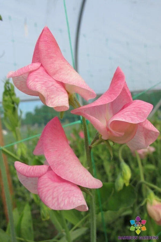 50 Emily Sweet Pea Seeds for Garden Planting - Lathyrus odoratus - USA Grown, Free Shipping