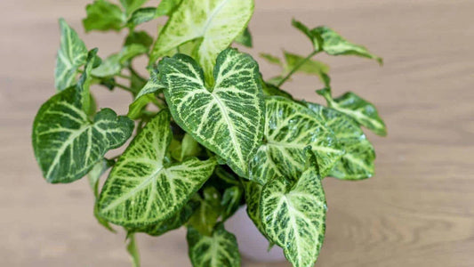 Live Syngonium Podophyllum Arrowhead Plant - 3-Year-Old, Well-Rooted, Free Shipping