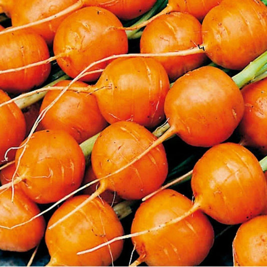 Parisian Carrot Seeds 500+ Non-GMO Vegetable Garden Seeds Daucus carota