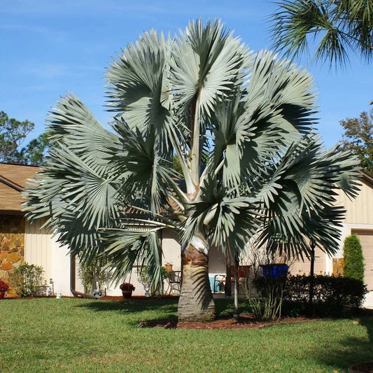 Silver Bismarckia Palm Tree Seeds - 5 Pack, Bismarckia Nobilis, Tropical Plant for Landscaping and Gardens
