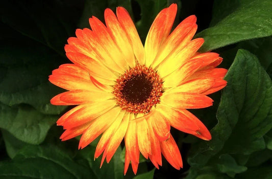 Sunburst Gerbera Daisy Seeds - 200+ Pack - Vibrant Flowers for Garden Planting - Gerbera jamesonii