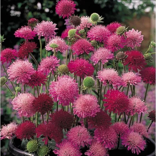 Knautia Pincushion Flowers Seeds, 110 Count, Mixed Colors Red, Pink, Lavender, Easy to Grow