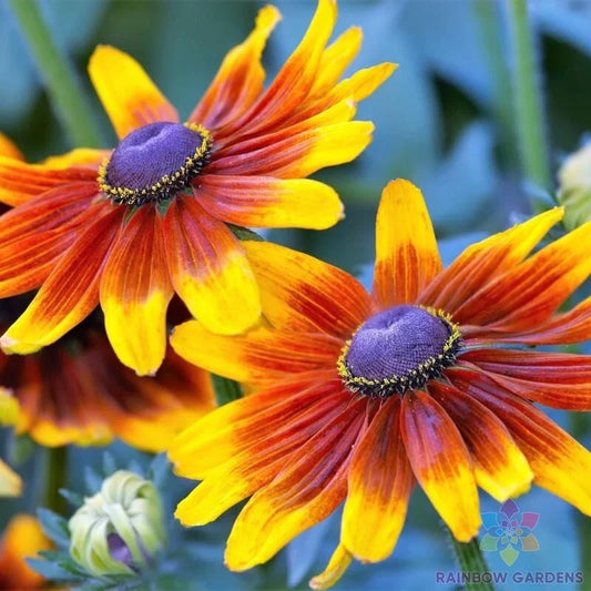 Rudbeckia Seeds - 200+ Autumn Forest Variety - Black-eyed Susan - Garden Planting - USA