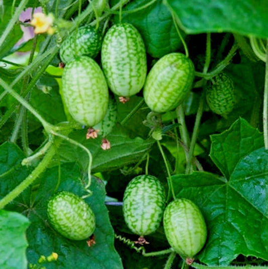 Cucamelon Plants Set 2, 4in Pot, Melothria Scabra, Mouse Melon, Mini Watermelon, Mexican Sour Cucumber