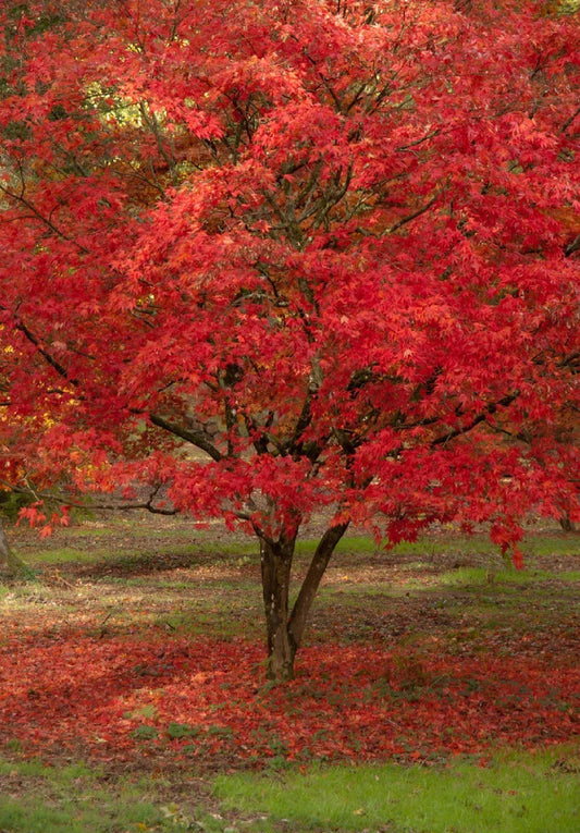 Red Paperbark Maple Seeds - Acer griseum - 5 Pack, Hardy Tree Seeds, Unique Bark, Free Shipping