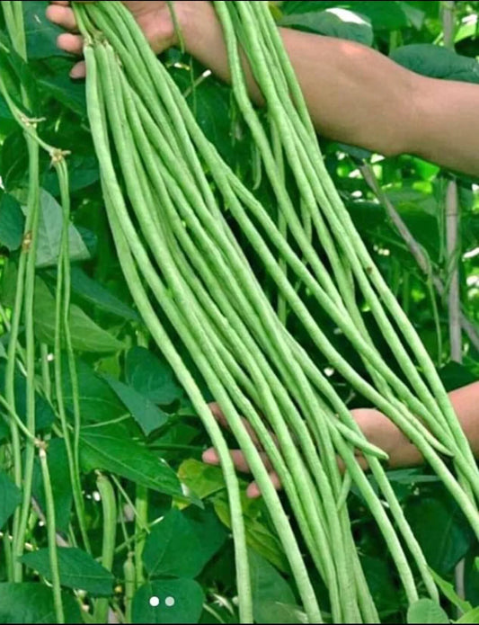 Yard Long Bean Seeds | 50+ Non-GMO String Bean Seeds | Green Sitaw | Vigna unguiculata subsp. sesquipedalis