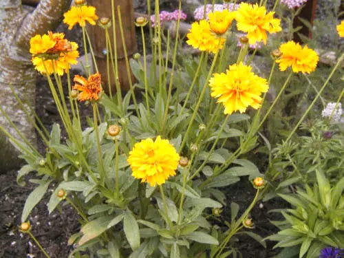 Coreopsis Lance-Leaf Seeds - 239 Count - Perennial Flower Seeds - Coreopsis verticillata - GroCo USA - Free Shipping