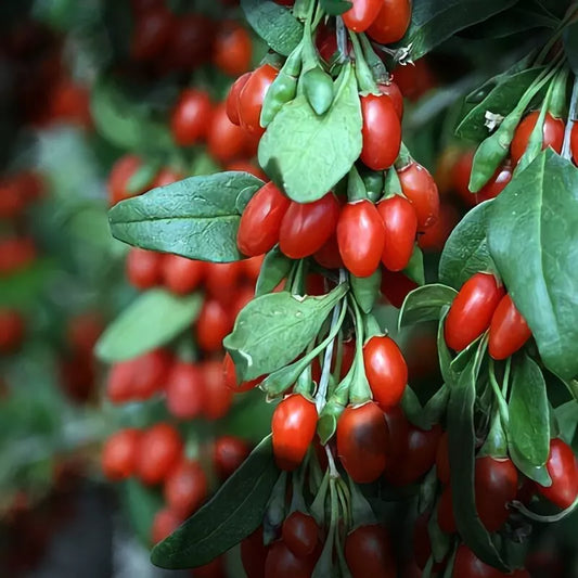 Organic Goji Berry Cuttings - 20 Fresh Cuttings from Mature Plant - Lycium barbarum - Will Flower & Fruit Soon