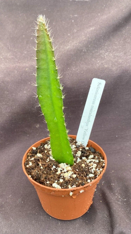 Yellow Dragon Fruit Plant in 3" Pot, Selenicereus megalanthus, Live Rooted Tropical Cactus for Home Garden, Indoor Plant