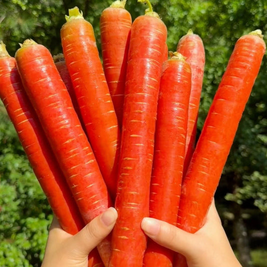 Red Fruit Carrot Seeds - 1000pcs Sweet Juicy Heirloom Variety for Home Gardens - Daucus carota