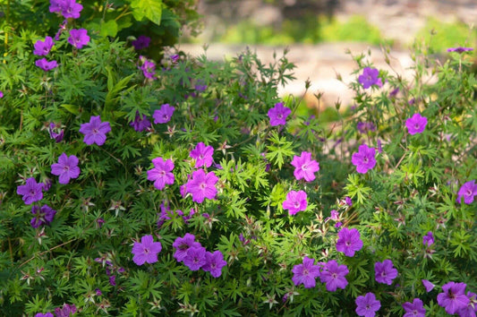 5 Cranesbill Wild Geranium Bare Roots, Organic Maculatum, Wildflower Transplant, Geranium maculatum, 5-Pack