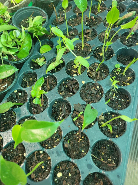 Monstera deliciosa Swiss Cheese Plants - 3 Baby Plants - Non-Albo, Non-Variegated Seeds