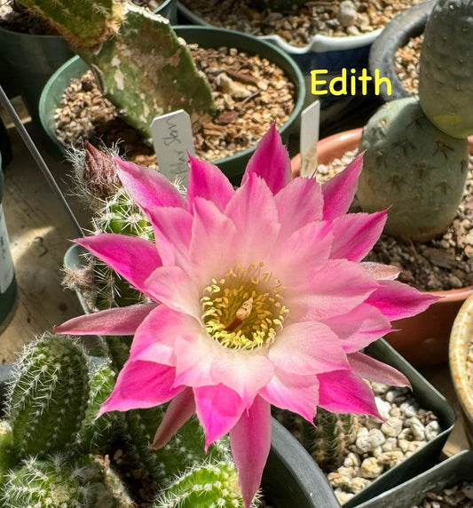 Peanut Cactus Plant - EDITH Chamaecereus European Hybrid - Rooted Succulent, Unique Cactus Variety
