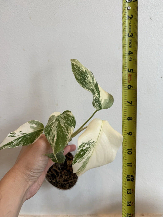 Rooted Variegated Monstera Plant - Albo Borsigiana - Tropical Indoor Houseplant - Easy Care Greenery