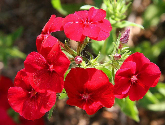 Phlox Seeds - 135 Seeds - Drummondii Red Flower - GroCo USA - Buy 15, Ships Free