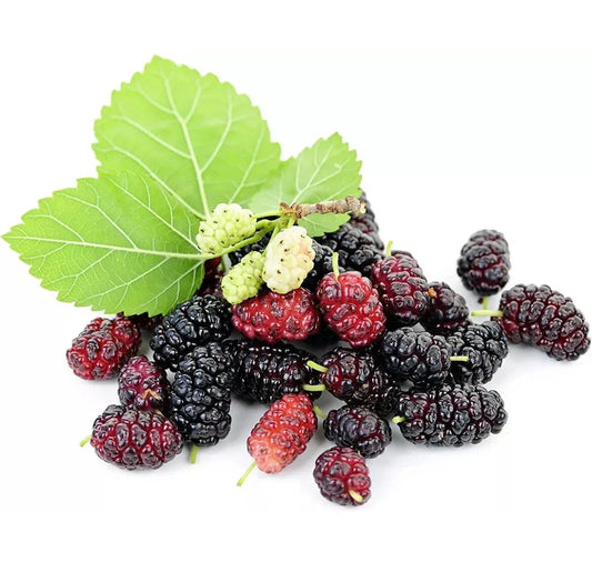 50 Mulberry Seeds - Morus Rubra - Sweet Edible Fruit Tree - Easy to Grow - Fragrant - TX USA
