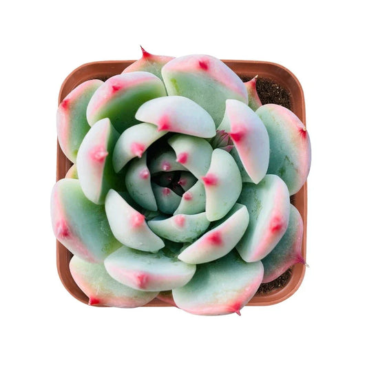 Echeveria 'Chihuahuaensis' Succulent in 2 Inch Pot | Live Rare Plant | Fully Rooted Echeveria Variety