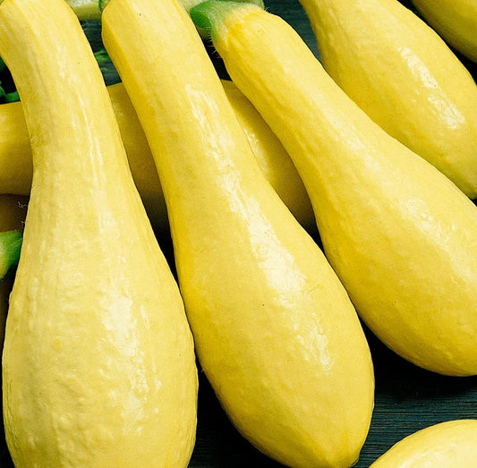 Summer Squash Seeds 30+ Early Prolific Straightneck Cucurbita pepo - Vegetable Seeds for Home Garden