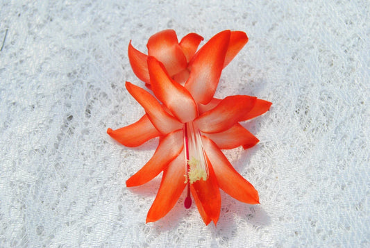 Christmas Cactus Starter Plant - Desert Sun Variety - Schlumbergera Truncata - Healthy Well-Rooted Plant