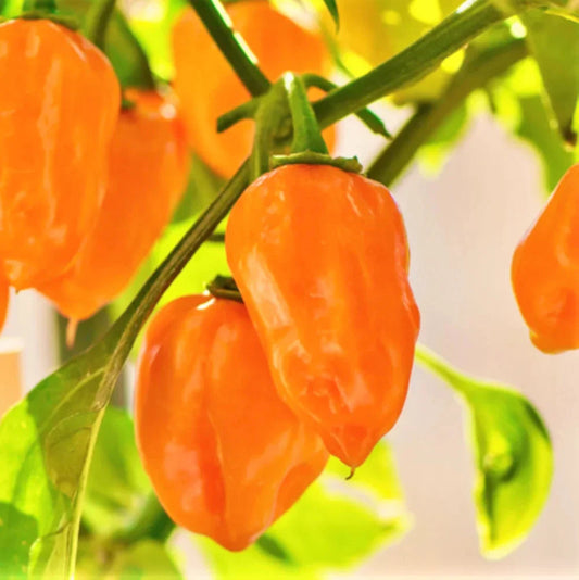 Orange Habanero Pepper Seeds - Spicy 350,000 Scoville Units - Capsicum chinense - Ideal for 2025 Planting