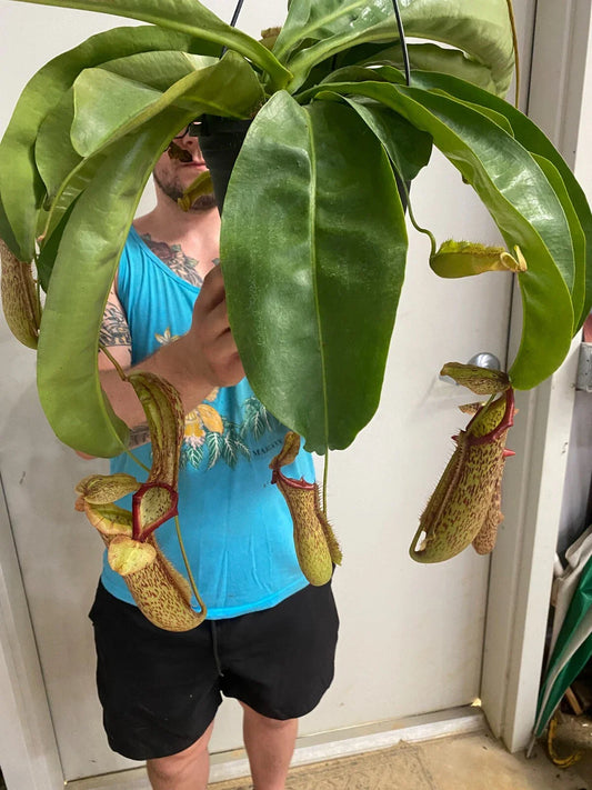Nepenthes Miranda Pitcher Plant in 2.5" Pot | Rooted Carnivorous Plant for Indoor Gardening | Exotic Plant Decor