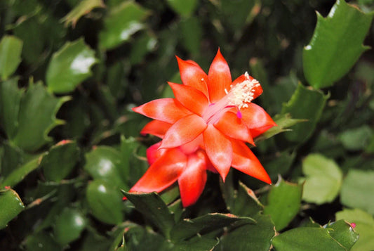 Christmas Cactus Starter Plant - Indian Summer - Schlumbergera Truncata - Easy Care Houseplant for Home Decor