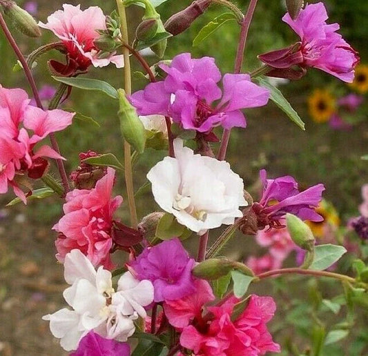 Clarkia Flower Seeds 1000+ Annual Garden Seeds Mixed Colors Godetia