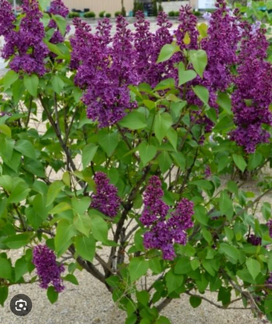 Congo Lilac Starter Plant 4-8” Tall Syringa Vulgaris Well-Rooted Rare Flowering Shrub