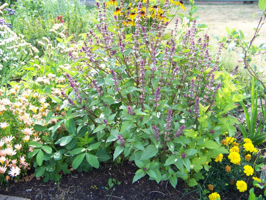 Cinnamon Scented Basil Seeds - 225 Seeds - Ocimum basilicum 'Cinnamon' - Aromatic Herb for Culinary Use - GroCo USA