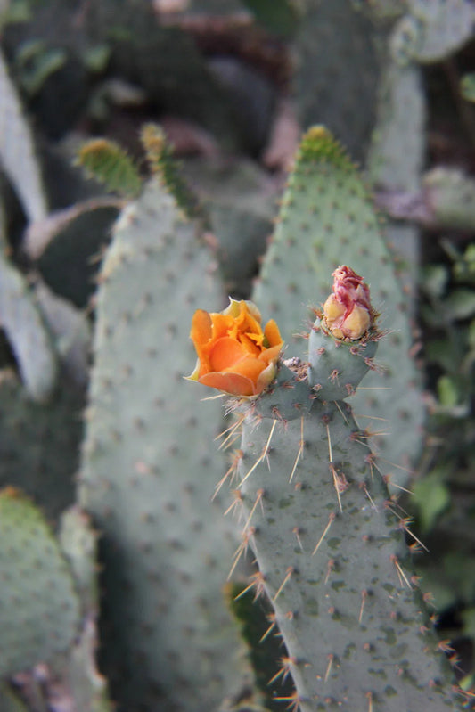 Cow's Tongue Cactus Pad Cutting - Opuntia liguiformis - Hardy Succulent Plant for Indoor or Outdoor Gardening