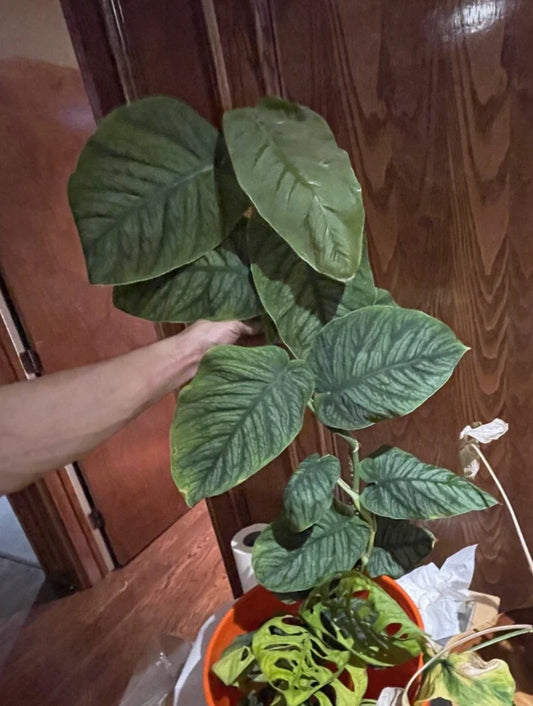 Monstera Dubia Starter Cuts - 6 Rooted Nodes - Rare Tropical Plant for Propagation - Monstera dubia