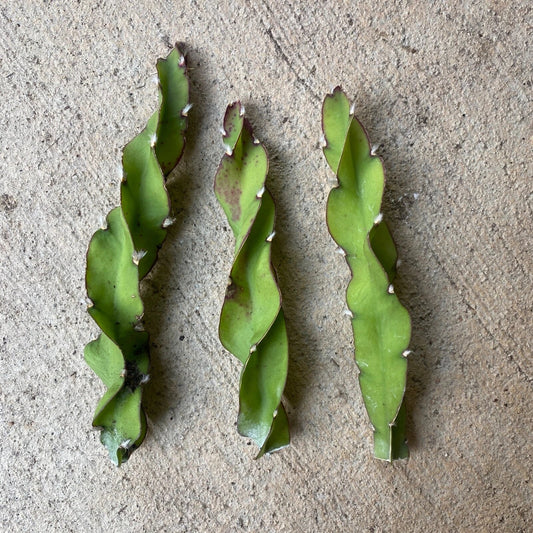 Hurrican Cactus Cuttings - 6 Inch Lepismium cruciforme f. spiralis - Unique Succulent Plant for Indoor Gardens