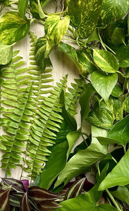 Live Rooted House Plant Cuttings - 20 Pack, Four Varieties, Indoor Plants for Home Decor, Easy Care Houseplants