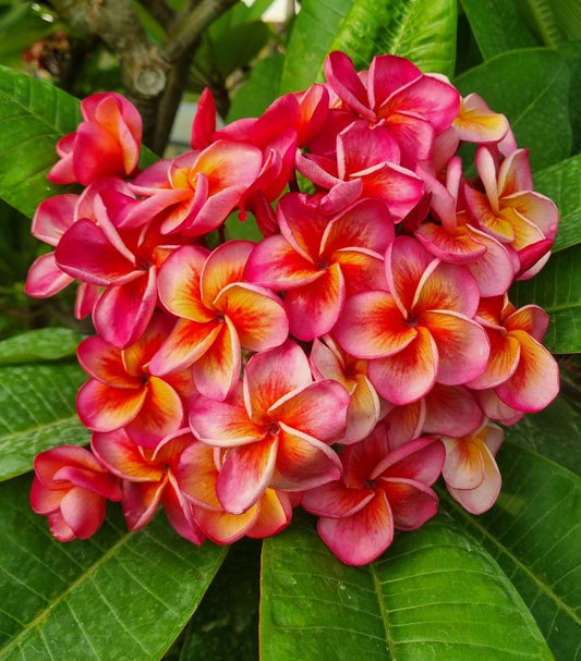 Plumeria Cutting - Hurricane Sunrise (1 Tip) - Tropical Flowering Plant - Frangipani