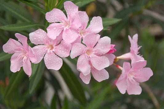 Nerium Oleander Seeds Packet of 50 - Soft Pink Flowering Plant Seeds, Hardy Ornamental Shrub