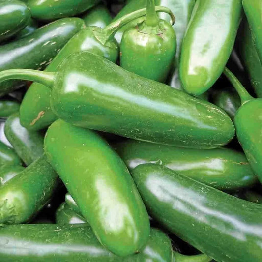 Jalapeno Pepper Seeds 50+ Non-GMO Spicy Vegetable Seeds Capsicum annuum - USA Free Shipping