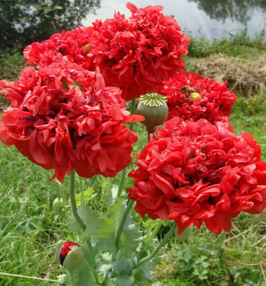 Red Double Poppy Seeds - 200+ Count for Garden Planting - Papaver rhoeas - USA Grown, Free Shipping