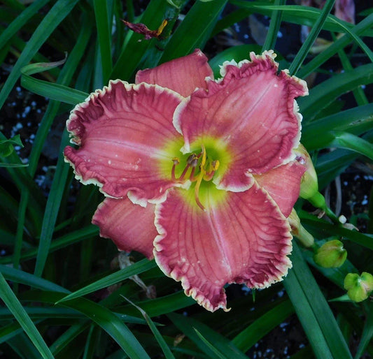 Daylily Plant - Perennial Flowering Variety - Hemerocallis '21.201' - Vibrant Blooms for Garden Landscaping