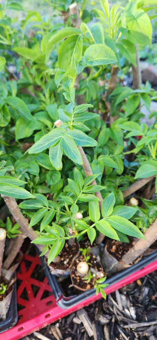 Black Elderberry Plants - 2 Live Bush Cuttings - Sambucus - Rooted for Home Gardening