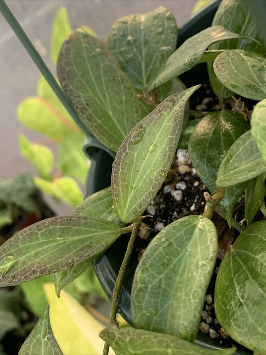 Hoya Fitchii 3" Pot - Rooted Cuttings - Tropical Houseplant - Hoya carnosa hybrid