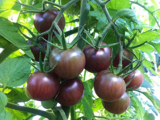 Black Cherry Tomato Seeds, NON-GMO, Salad Variety, Multiple Sizes Available, Solanum lycopersicum