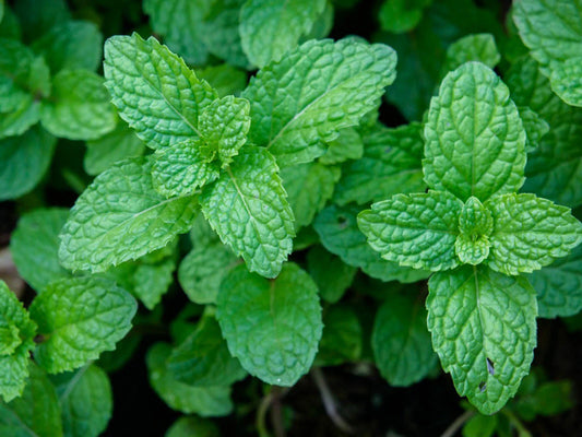 Peppermint Seeds - 100+ Heirloom Seeds for Herb Garden - Mentha piperita - USA Grown