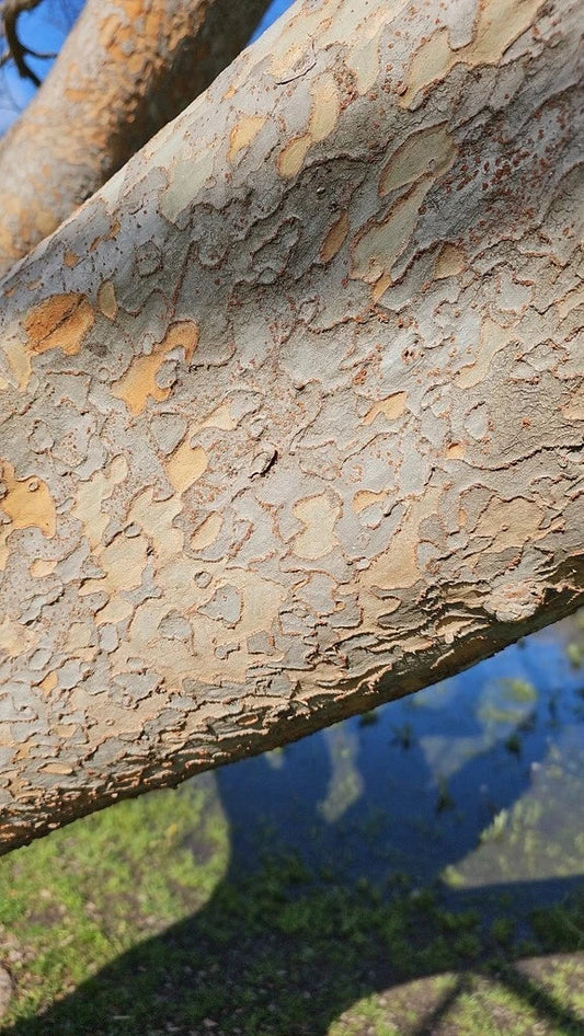 Chinese Elm Tree Seeds - Ulmus parvifolia - Hardy Deciduous Tree for Bonsai and Landscaping