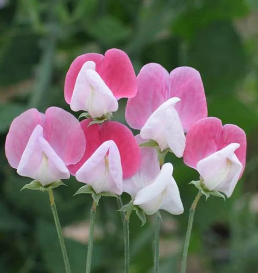 Sweet Pea Seeds Pkt of 40 - Painted Lady Variety - Lathyrus odoratus