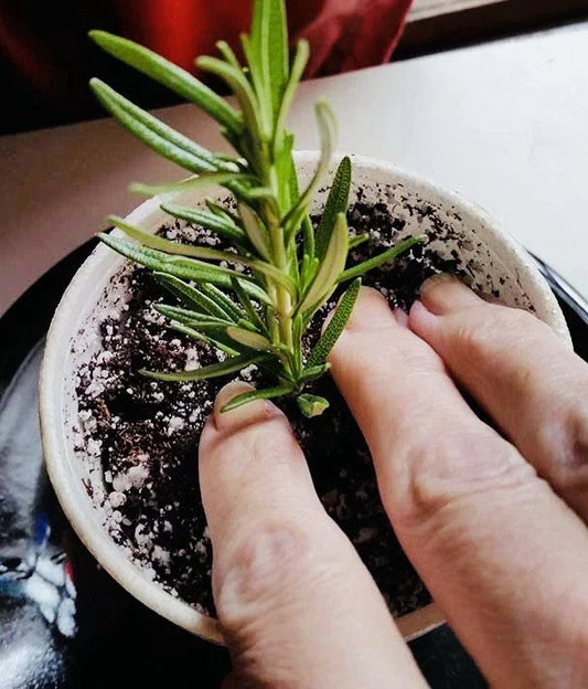Rosemary Clippings - 10 Fresh Cuttings - Rosmarinus officinalis - Herb for Cooking and Gardening