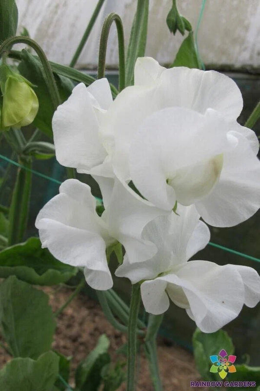 Mary Priestley Sweet Pea Seeds - 50+ Premium Garden Seeds - Lathyrus odoratus - USA Grown, Free Shipping