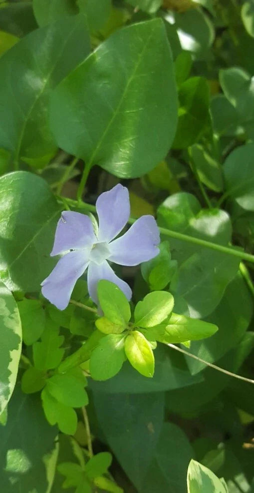 Vinca Major Periwinkle Vine - 30 Live Bare Root Plants - Ground Cover, Easy to Grow, Perfect for Gardens