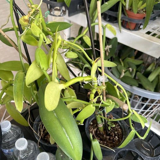 Vanilla Bean Orchid Cutting - 10” Fresh Cutting - Vanilla Planifolia